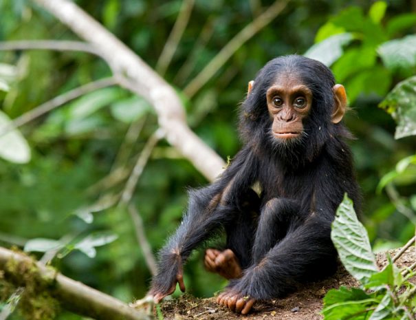 2-days-chimpanzee-tracking-tour-kibale-forest