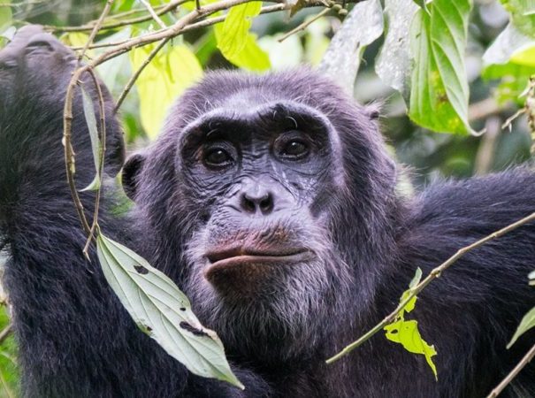 Best-time-for-Chimpanzee-Trekking-in-Kibale-National-Park-750x450
