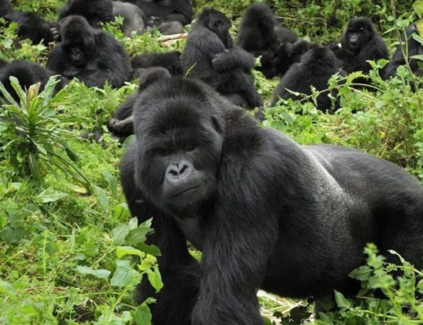 Mountain Gorilla