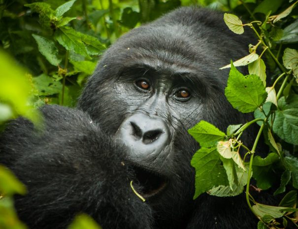 bwindi-gorilla-trek-1