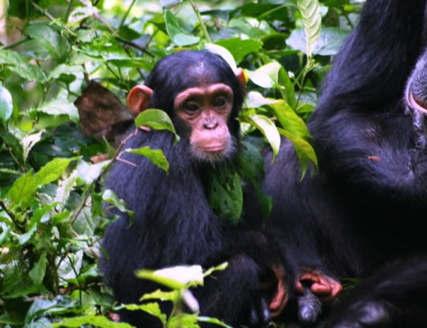 chimp-tracking-safari-kibale