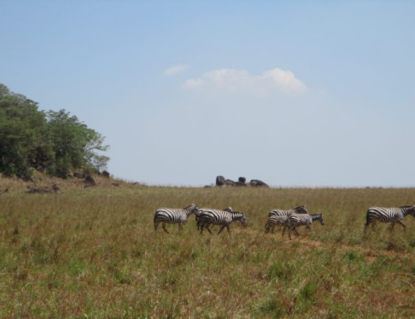 5-day-rhino-zebra-and-cultural-safari-in-uganda